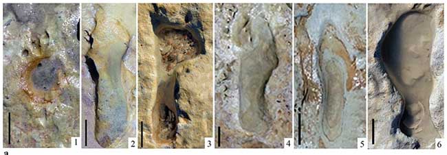 کشف ردپای فسیل‌شده ۱۰۰هزار ساله در اسپانیا