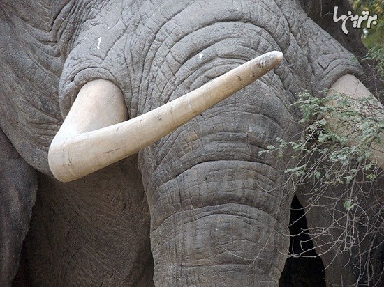 چین برای حفاظت از فیل ها فروش عاج را ممنوع کرد