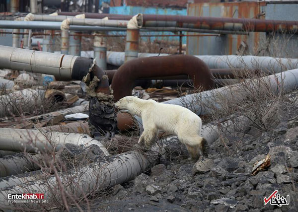 ورود خرس قطبیِ گرسنه و درمانده به روسیه