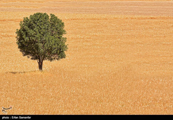 عکس: برداشت گندم و جو در شیراز