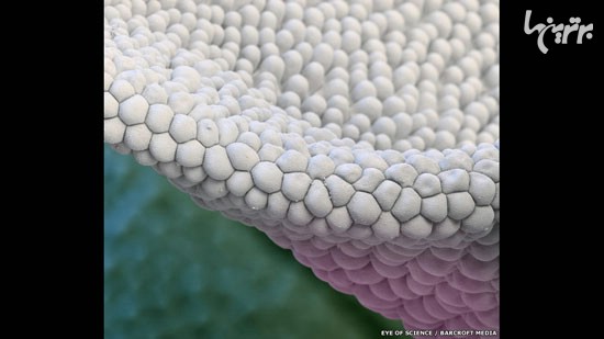 تصاویر هیجان‌انگیز از گل‌ها زیر میکروسکوپ