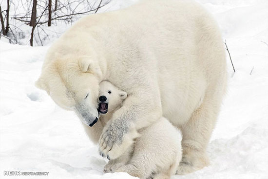 بازی توله خرس قطبی با مادرش