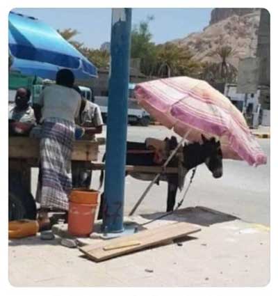 تصویری از سبک متفاوتِ حیوان‌دوستی