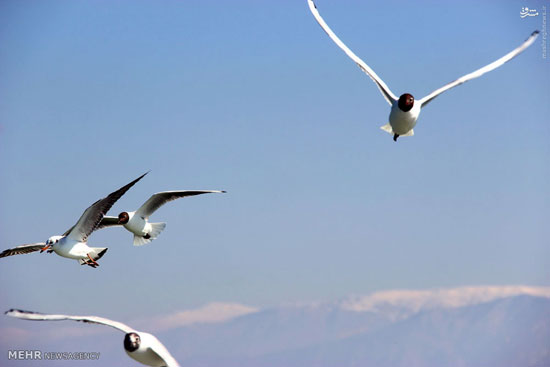عکس: پرندگان دريايی در ساحل خزر
