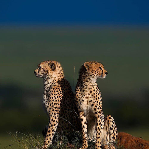 تصاویر دیدنی از حیات وحش در آفریقا