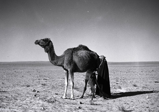 عکس: عربستان پیش از نفت؛ بادیه‌نشینی