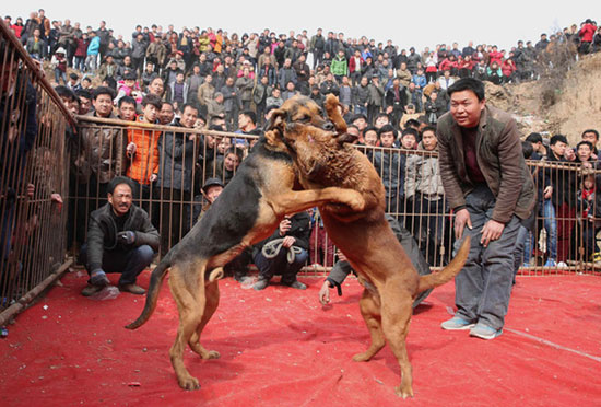 جشن بهار با نبرد خونین سگ‌ها! +عکس