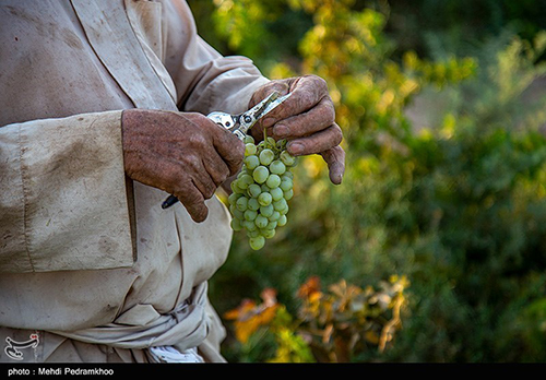 برداشت انگور از تاکستان‌های غزاویه