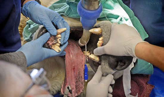 خرس قطبی در دندانپزشکی! +عکس