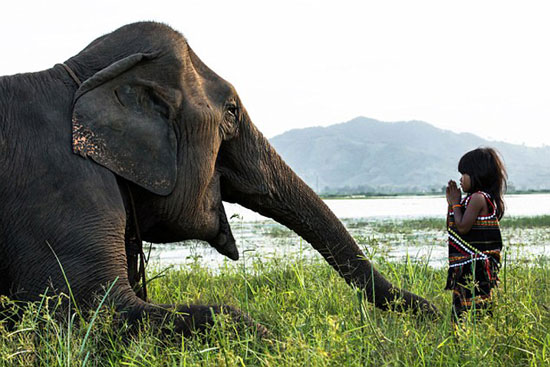 عکس: رابطه صمیمانه فیل و دختر ویتنامی