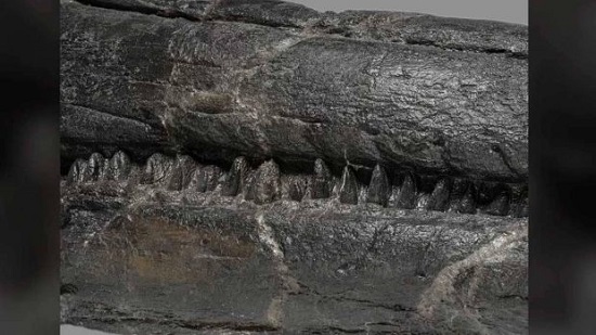 فسیل هیولای دریایی ۱۷متری در نوادا کشف شد