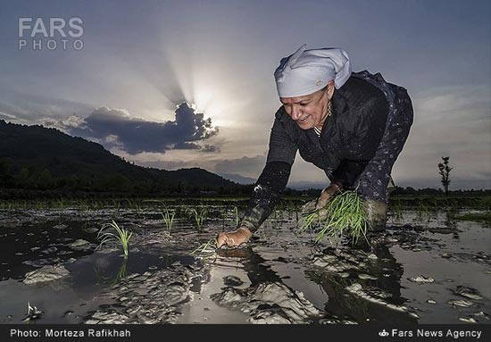 عکس: بانوان شالیکار گیلک