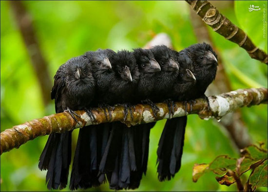 خوابیدن دسته جمعی پرندگان
