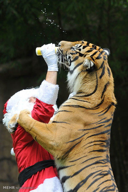 عکس: هدیه کریسمس حیوانات باغ وحش