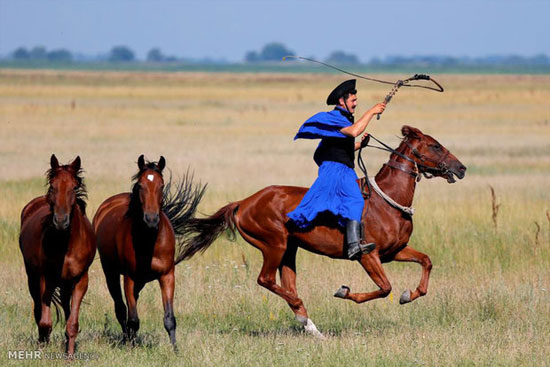 عکس: تعلیم اسب در مجارستان‎
