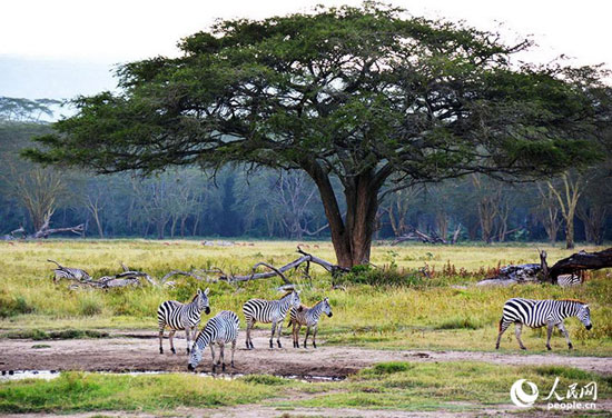 ورود به جهان جانوران کنیا +عکس