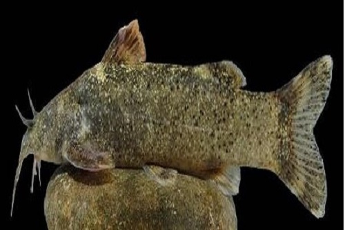 کشف گونه جدید ماهی به نام «علی دایی»