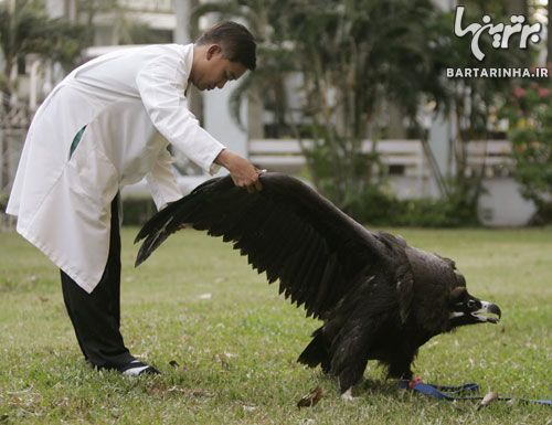 تصاویر: مراقبت انسان ها از حیوانات وحشی