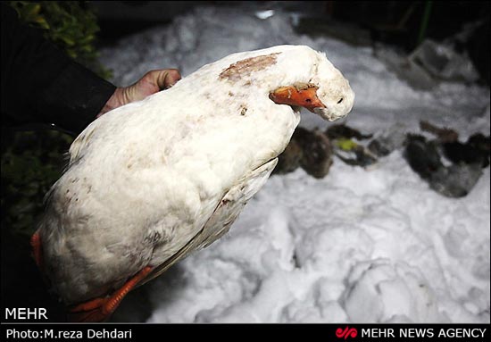 عکس: پرندگان باغ پرندگان شیراز یخ زدند!