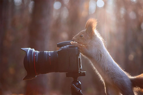 ماجراجویی‌های جانوران در دنیای عکاسی