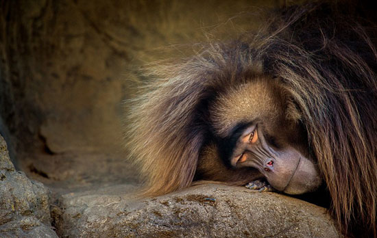 میمون آفریقایی با نام عنتر دم کوتاه! +عکس