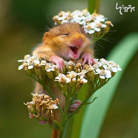 عکس: شادترین حیوانات دنیا!