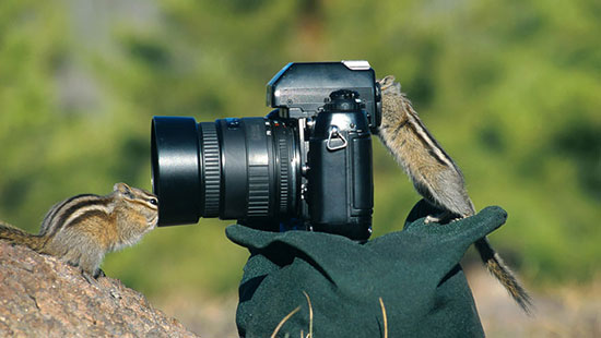 ماجراجویی‌های جانوران در دنیای عکاسی