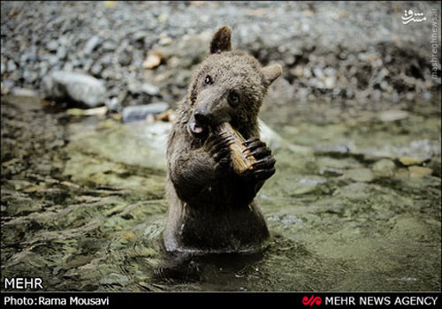 عکس: حیوانات وحشی جنگل‌های گیلان