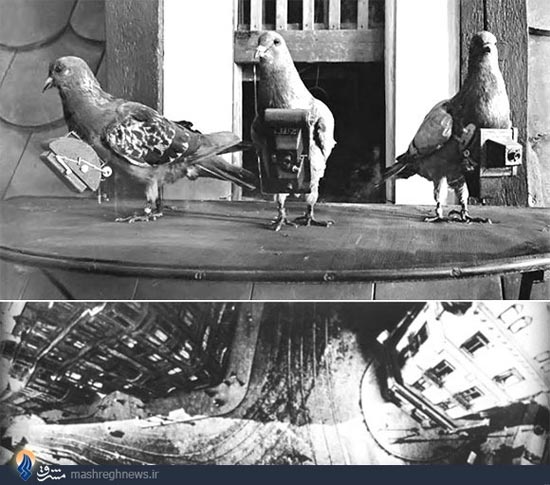کبوترهای جاسوس جنگ جهانی +عکس