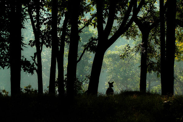 طبیعت زیبای هندوستان از دریچه دوربین یک عکاس گمنام