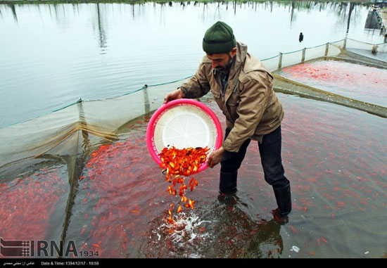 عکس: پرورش ماهی قرمز در آستانه نوروز