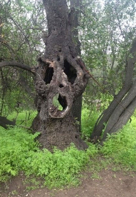 چیز‌های عجیب و غریبی که مردم در جنگل پیدا کردند
