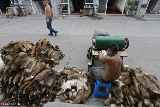 عکس: شکنجه و کشتار در تجارت خز