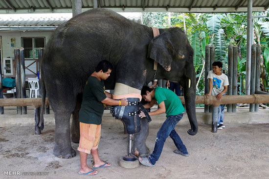 عکس: پای مصنوعی برای فیل ها