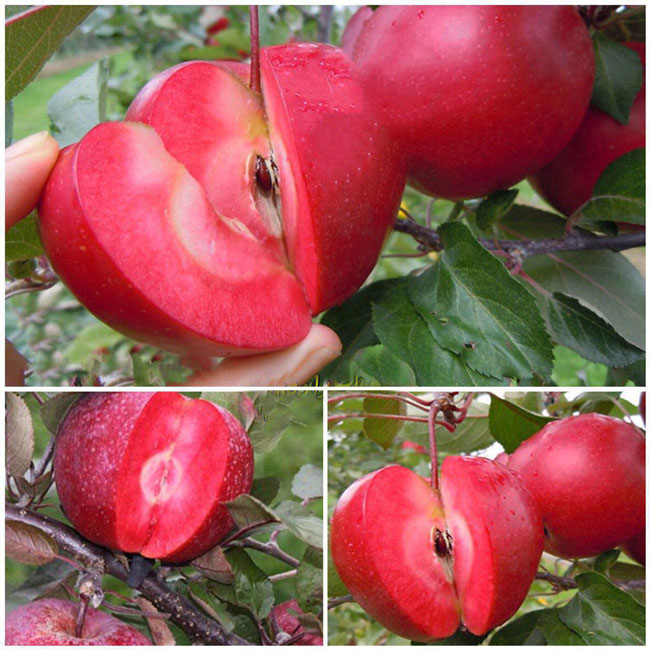 سیب تو سرخ، سیبی کمیاب در آذربایجان ایران
