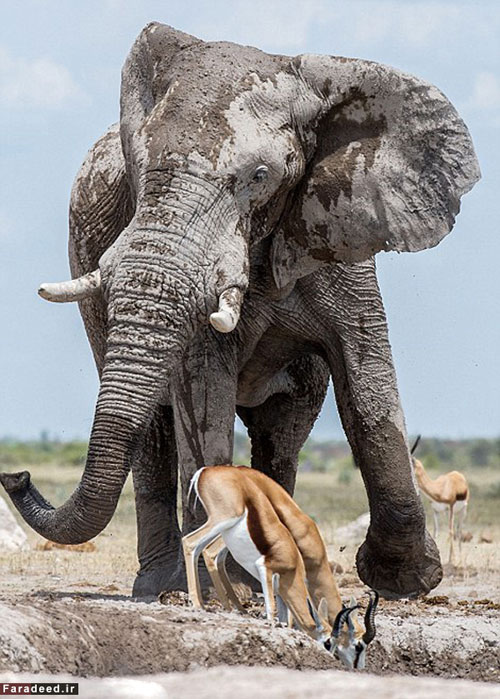 عکس: فیل خودخواه و گله‌ آهو