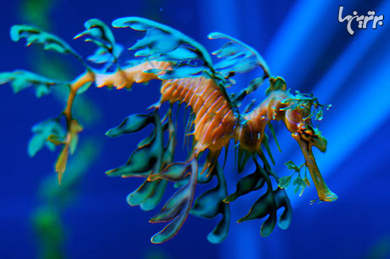 حیوانات عجیب اقیانوس که انگار از سیاره دیگری آمده اند