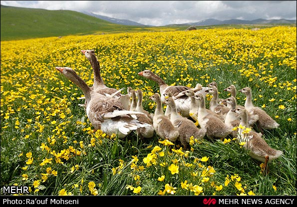 عکس؛ طبیعت دامنه های سبلان