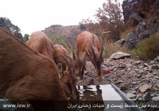 تصاویری زیبا از تنوع زیستی در منطقه سنگ مس کرمان