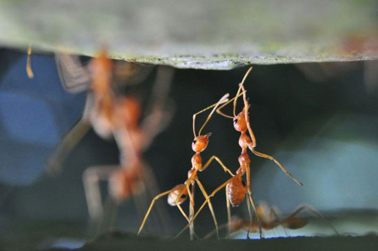 از مورچه تا انسان؛ خطرناک‌ترین جانداران جهان