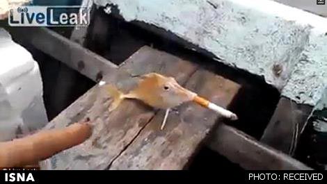 جنجال اجبار یک ماهی به کشیدن سیگار!