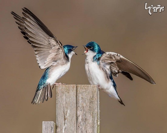 تصاویر باشکوه پرندگان برنده جایزه Audubon