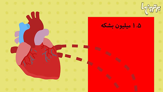 حقایقی شگفت انگیز درباره بدن انسان که نمی‌دانستید