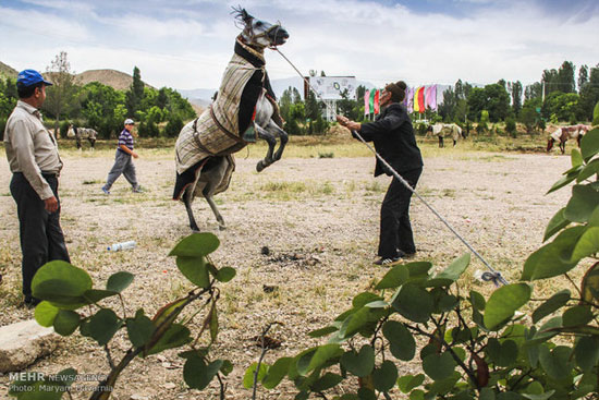 دومین جشنواره ملی زیبایی اسب اصل ترکمن