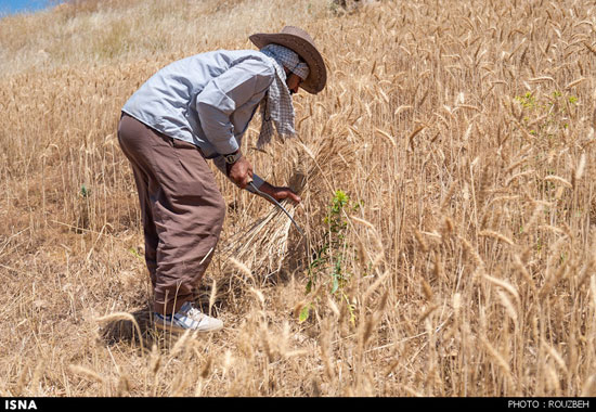 عکس: برداشت گندم به روش سنتی