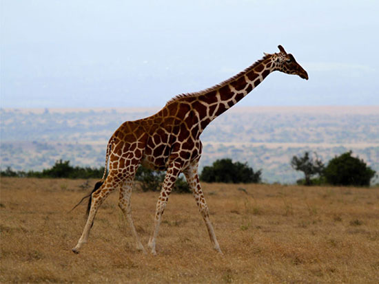 بهترین مکان های آفریقا برای حیوان دوستان