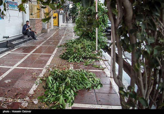 عکس: بارش باران شدید و آبگرفتگی در بوشهر