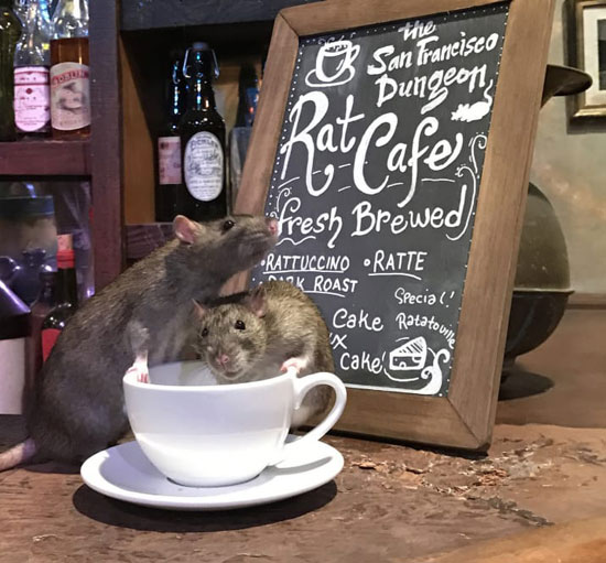 50 دلار برای 1ساعت حضور در کافه ای مملو از موش فاضلاب