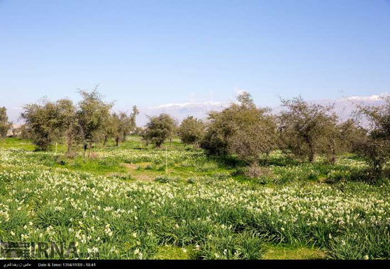 عکس: جشن گل نرگس در روستای جره