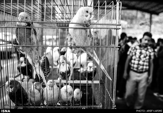 عکس: بازار پرنده فروشان گرگان